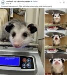 Opossum 725 FB