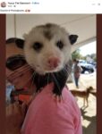 Opossum 727 FB