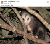 Opossum 730 FB