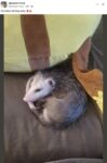 Opossum 732 FB