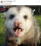 Opossum 735 FB