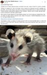 Opossum 736 FB