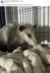 Opossum 738 FB