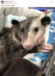 Opossum 740 FB