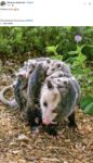 Opossums 143 FB