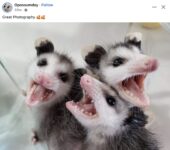 Opossums 249 FB