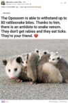 Opossums 251 FB