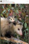 Opossums 255 FB
