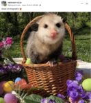 Opossum 748 FB