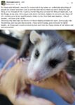 Opossum 754 FB