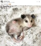 Opossum 758 baby FB