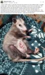 Opossum 760 FB