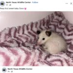 Opossum 762 FB