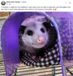 Opossum 763 FB