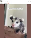 Opossum 765 FB