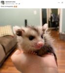 Opossum 766 FB