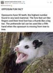 Opossum 757 FB