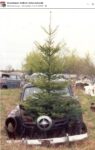 1950 ca. STUDEBAKER and tree FB