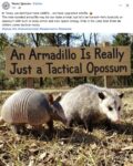 Armadillo and Opossum FB