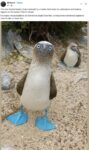 Blue-Footed Booby FB