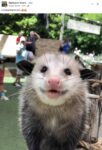 Opossum 778 FB