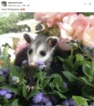 Opossum 781 FB