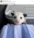 Opossum 782 FB