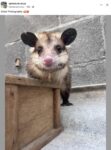 Opossum 783 FB
