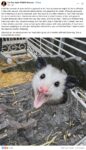 Opossum 784 FB