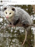 Opossum 785 FB