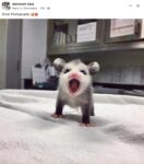 Opossum 786 FB