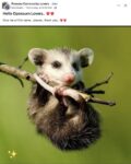 Opossum 787 FB