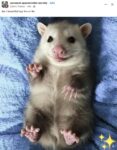 Opossum 788 FB