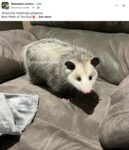 Opossum 789 FB