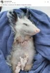 Opossum 790 FB