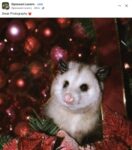 Opossum 791 FB