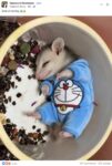 Opossum 792 very cute FB