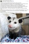 Opossum 793 FB