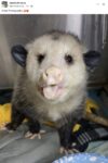 Opossum 794 FB