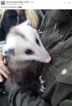 Opossum 795 FB
