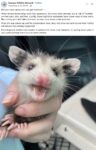 Opossum 796 FB
