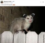 Opossum 797 FB