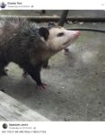 Opossum 798 FB