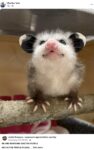 Opossum 799 FB