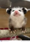 Opossum 800 FB