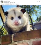 Opossum 801 FB