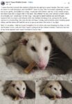 Opossum 802 FB