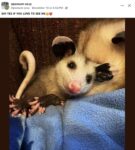 Opossum 803 FB