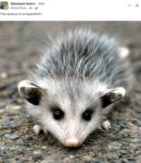 Opossum 805 FB