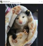 Opossum 806 FB